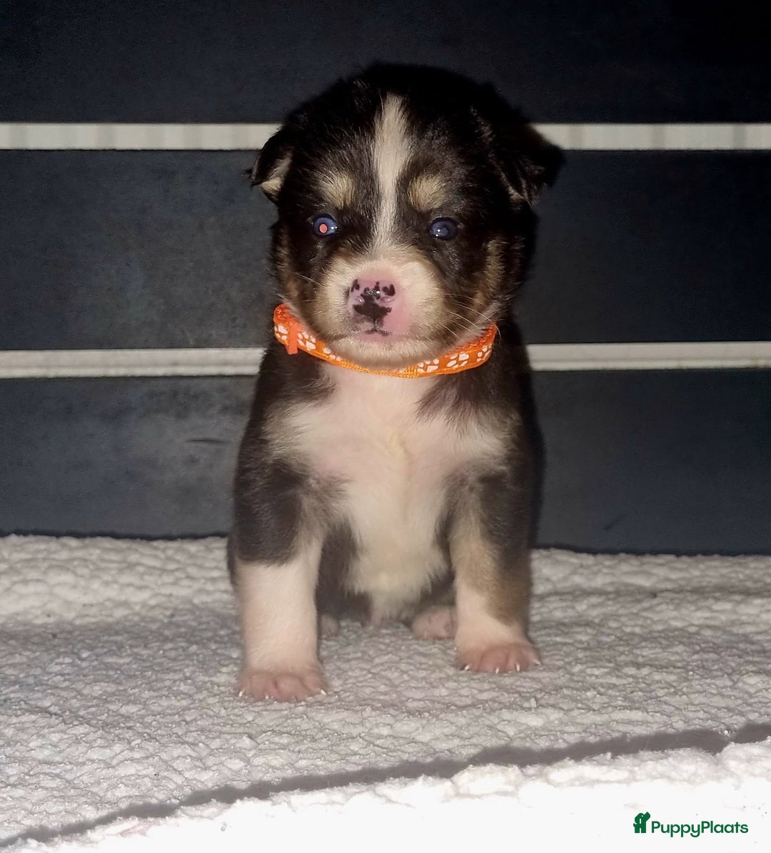 Kruising honden te koop: Kruising X Husky pups! Super mooi en leuk! - Advertentie 12