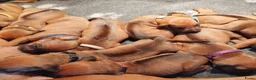 Rhodesian Ridgeback honden te koop: Rhodesian Ridgeback pups met stamboom  in Apeldoorn - Advertentie 6