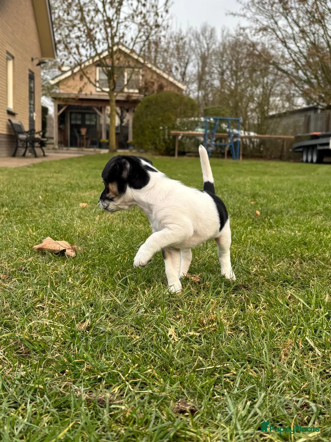 Jack Russel Terriër honden te koop: Jack Russel pup teefje - Advertentie 6