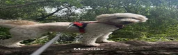Labradoodle honden te koop: Labradoodle pups  - Advertentie 2