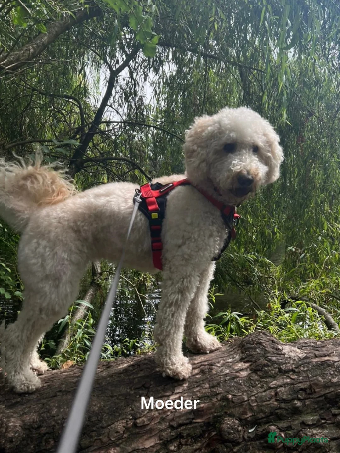 Labradoodle honden te koop: Labradoodle pups  - Advertentie 2