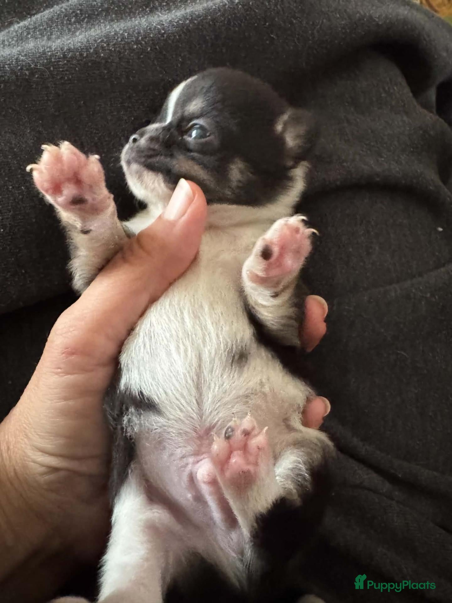 Chihuahua honden Korthaar chihuahuapups - Advertentie 5
