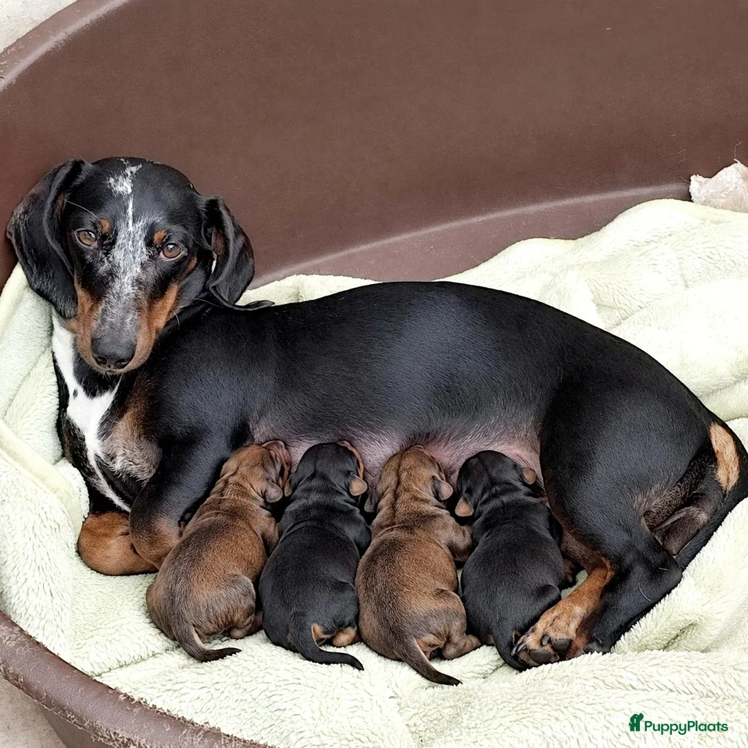 Dwergteckel honden te koop: Lieve dwergteckel pups mogen het nestje verlaten - Advertentie 5