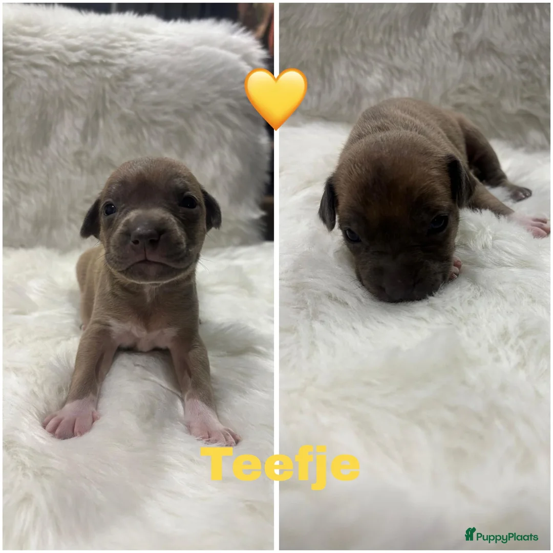 American Staffordshire Terriër honden te koop: Amerikaanse Stafford pups  - Advertentie 5