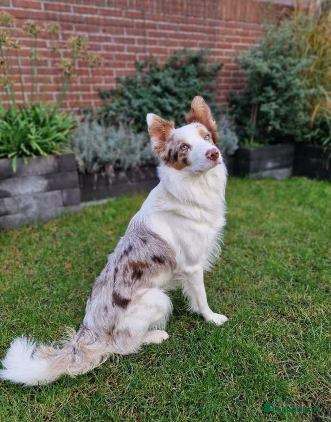Border Collie honden te koop: Prachtig nestje blue merle bordercollie pups - Advertentie 8