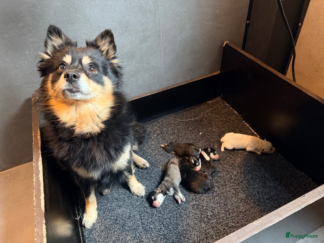 Kruising honden te koop: Prachtige Pomsky pups, in huis opgegroeid - Advertentie 2