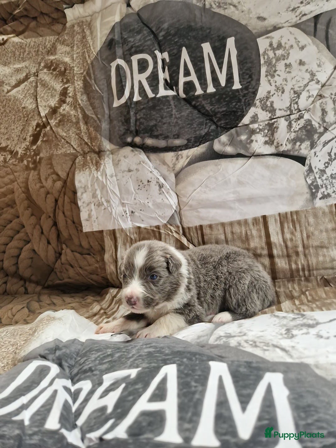 Border Collie honden Blauwe border collie pups  - Advertentie 3