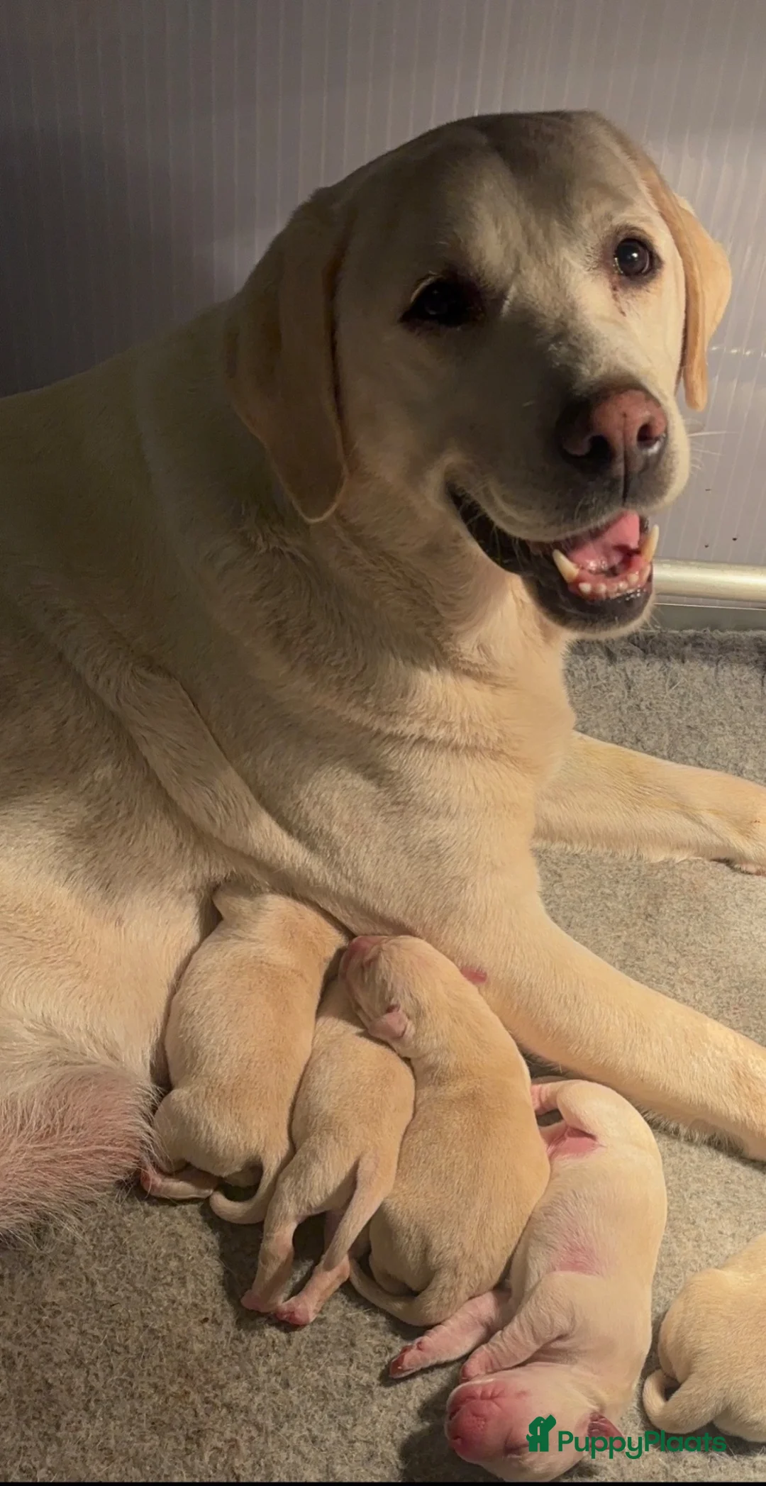 Labrador Retriever honden te koop: Gele Labrador pups - Advertentie 2