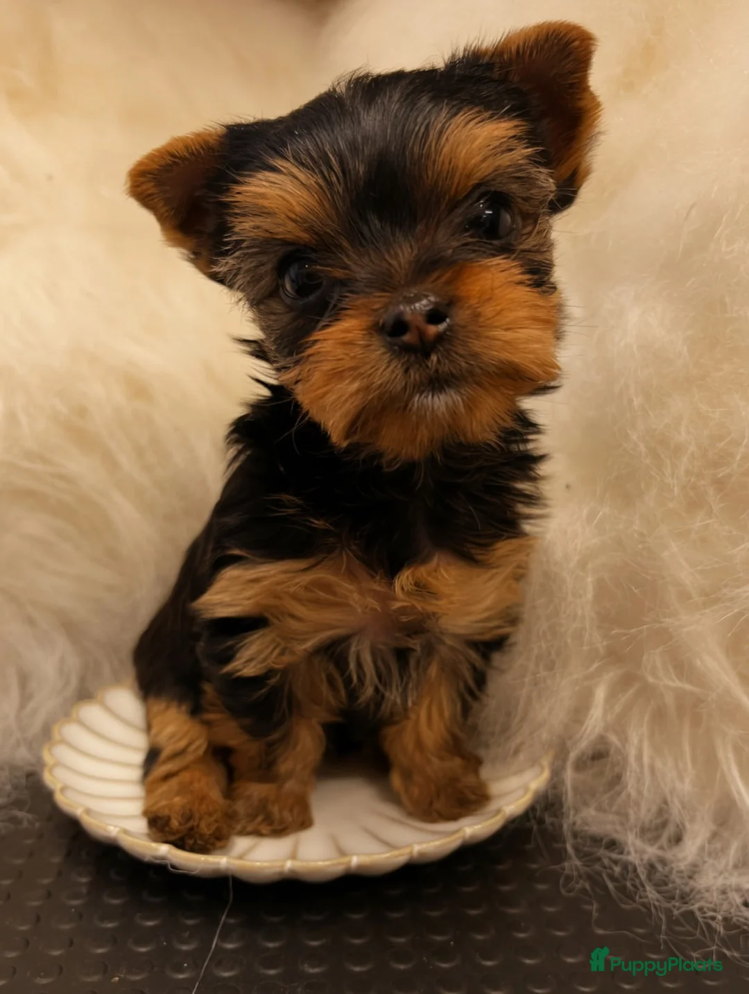 Yorkshire Terriër honden te koop: Yorkshire Terriër puppy's - Advertentie 2