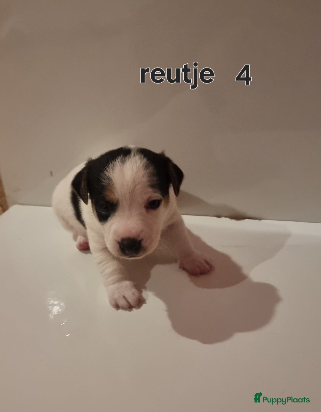 Jack Russel Terriër honden te koop: Jack Russel trailer  - Advertentie 3