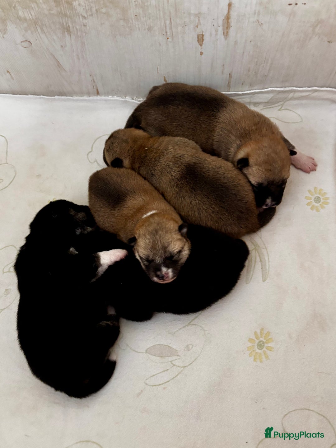 Shiba honden te koop: Shiba inu in Genk - Afbeelding 27