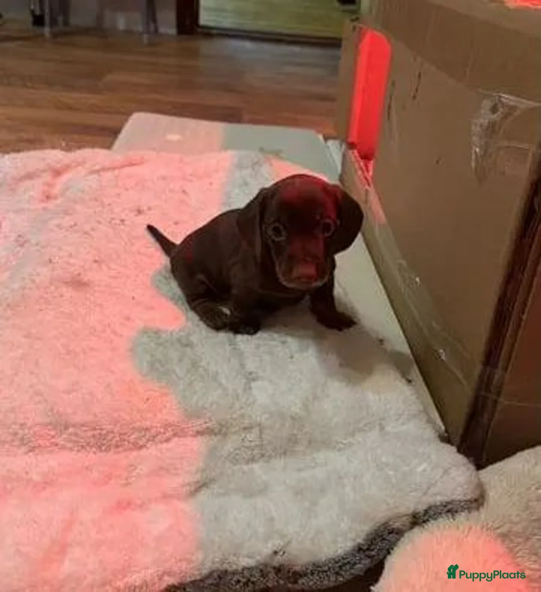 Yorkshire Terriër honden te koop: Teckel in Rotterdam - Advertentie 2