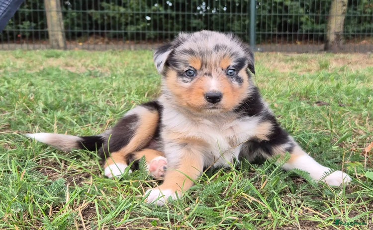 Australian Shepherd honden - Advertentie 1