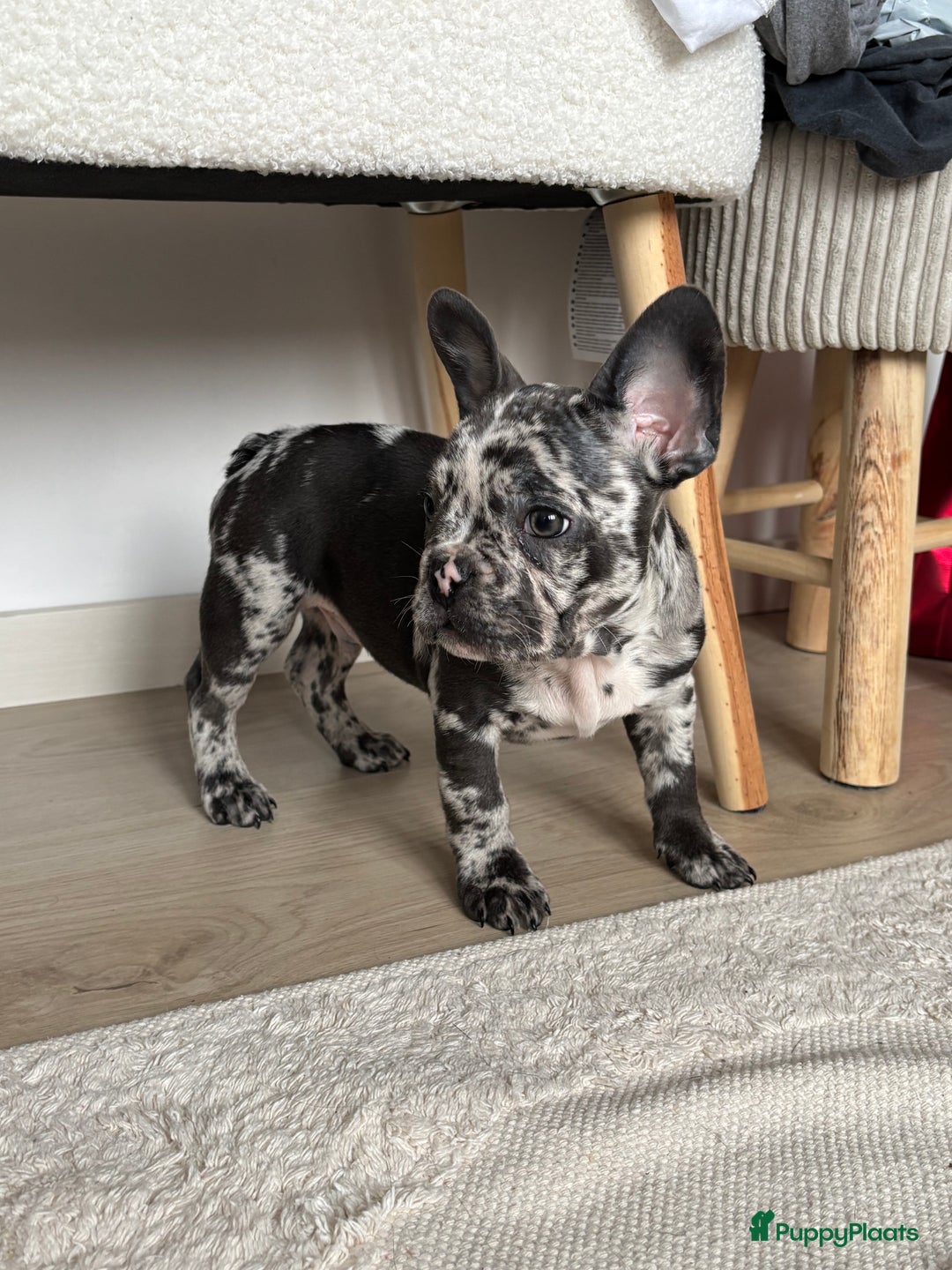 Franse Bulldog honden te koop: Franse bulldog - Advertentie 5