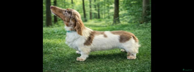 Finnley