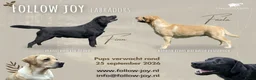 Labrador Retriever honden te koop: Verwacht: Labrador pups, geel en zwart in Borculo - Advertentie 2