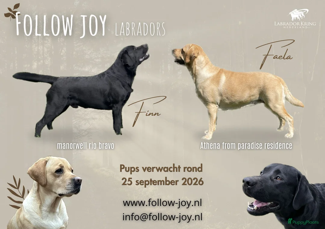 Labrador Retriever honden te koop: Verwacht: Labrador pups, geel en zwart in Borculo - Advertentie 2