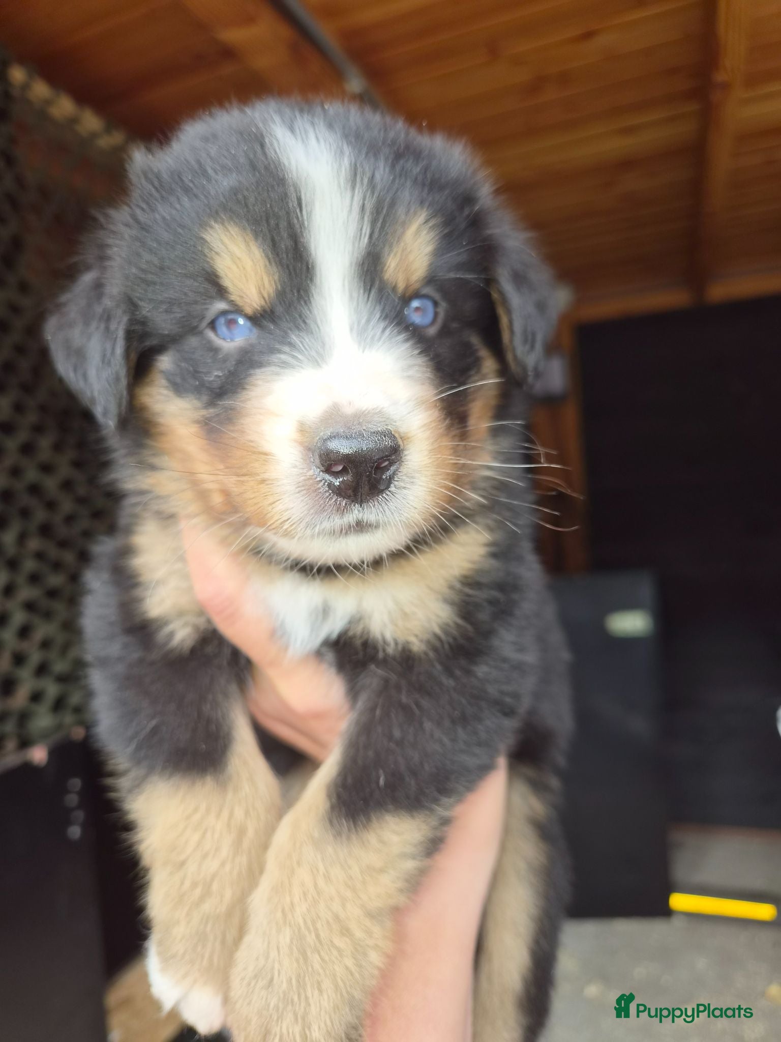 Berner Sennenhond honden Bernersennen pups  - Advertentie 2