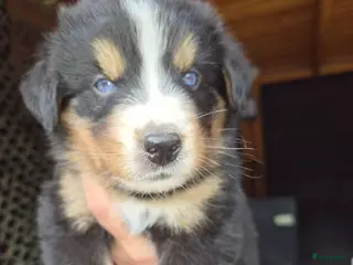 Berner Sennenhond honden Bernersennen pups - Advertentie 2