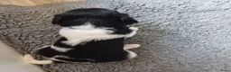 Friese Stabij honden te koop: Friese Stabij puppy's te koop - Advertentie 9
