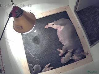 Franse Bulldog honden Fransebulldog pup - Advertentie 1