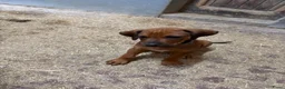 Rhodesian Ridgeback honden te koop: rhodesian ridgeback pups  - Advertentie 5