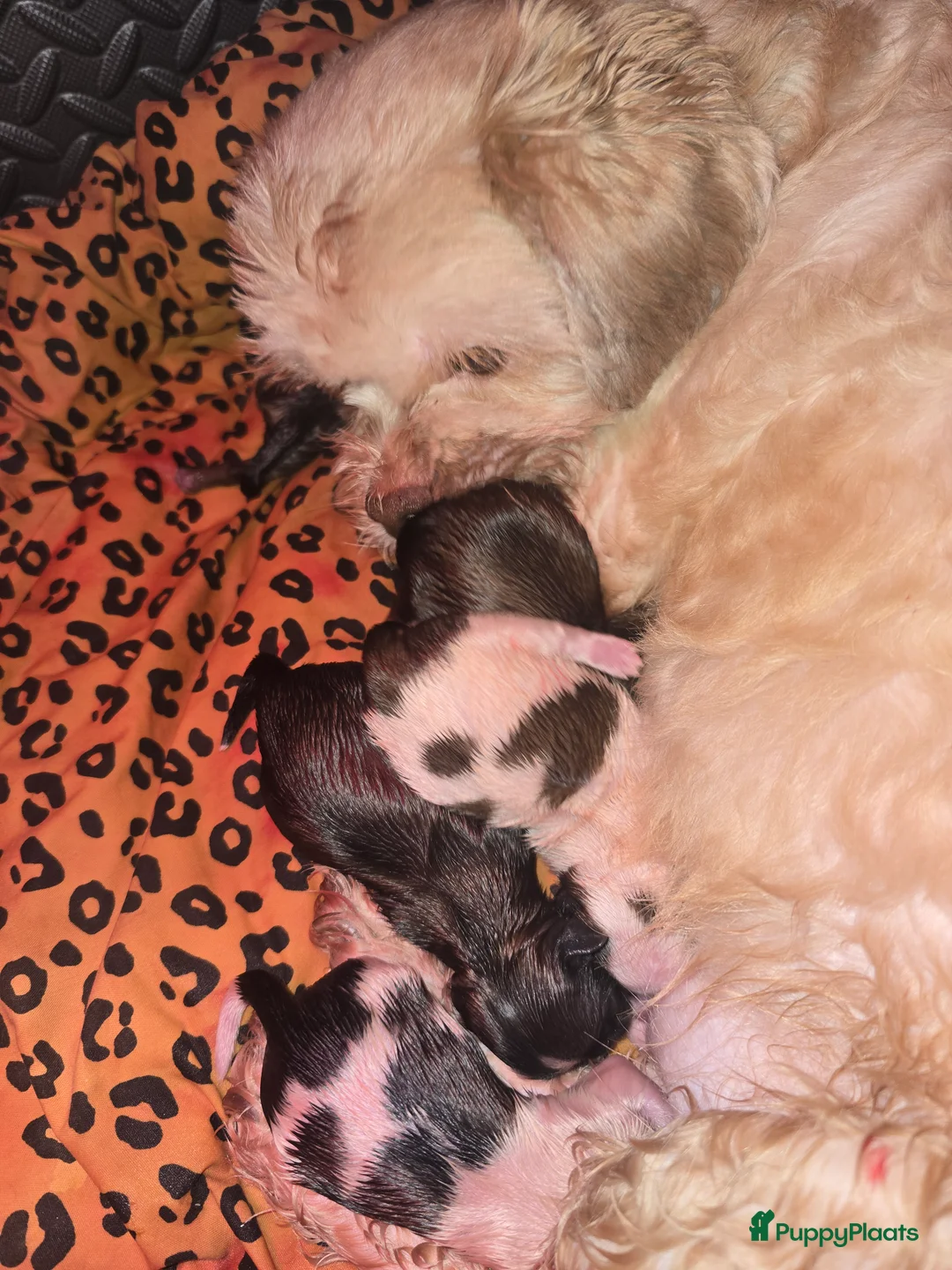 Kruising honden te koop: Boomer pups 14-1 geboren (Shih-Tzu x Boomer) - Advertentie 20