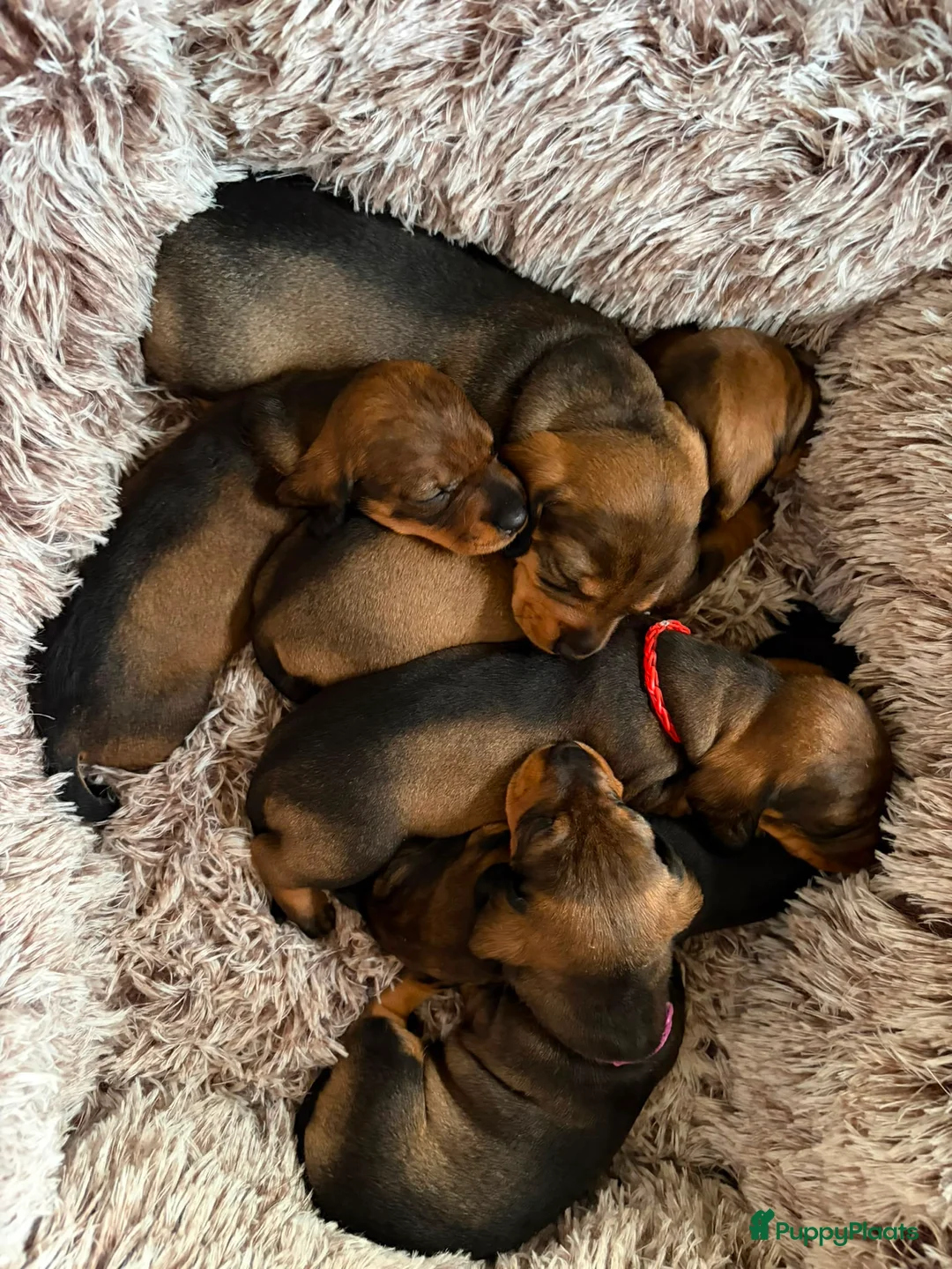 Ruwhaar Teckel honden te koop: Ruwharige teckelpups lief karakter en jachtpassie - Advertentie 2