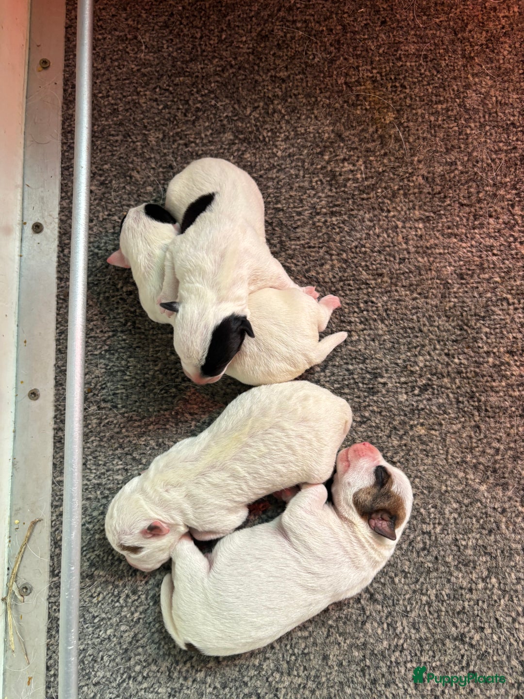 Parson Russell Terriër honden te koop: Parson Russell Terriër pups - Advertentie 5