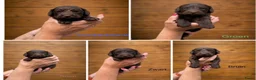 Labradoodle honden te koop: Labradoodle pups  - Advertentie 16