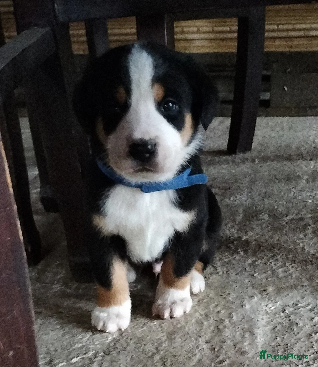 Grote Zwitserse Sennenhond honden te koop: Super leuke grote Zwitserse Sennen pups - Advertentie 5