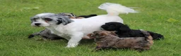 Kruising honden te koop: Boompoo pups - Advertentie 14