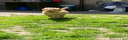 Australian Labradoodle honden te koop: Schitterende labradoodles - Advertentie 10