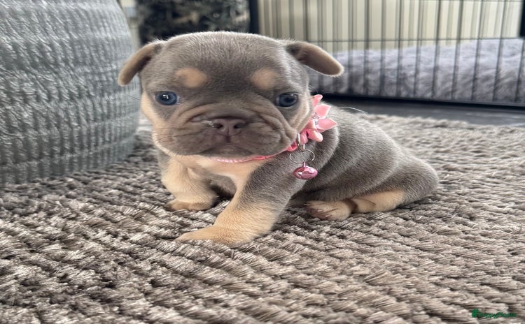 Franse Bulldog honden - Advertentie 1