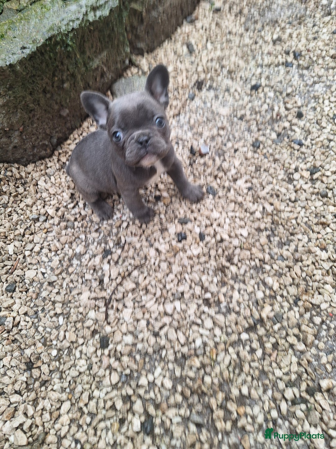 Franse Bulldog honden te koop: Nieuwe franse bulldog pups.  - Advertentie 6