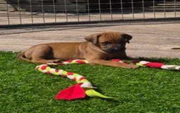 Rhodesian Ridgeback honden te koop: Rhodesian Ridgeback pups in Bentveld - Afbeelding 8