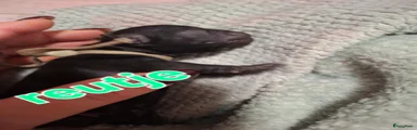 Shih Tzu 1