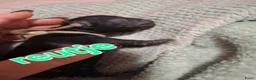 Shih Tzu honden te koop: Shih tzu pups  - Advertentie 4