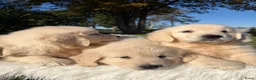 Golden Retriever honden te koop: Prachtig nestje Golden Retrievers aangeboden - Advertentie 14