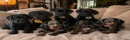 Kruising honden te koop: ❤️💙 Prachtige Doxiepoo's zoeken 4-ever home ❤️💙 - Advertentie 17