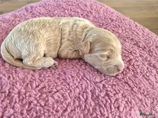 Kruising honden Labradoodle pups in Hilversum - Advertentie 1