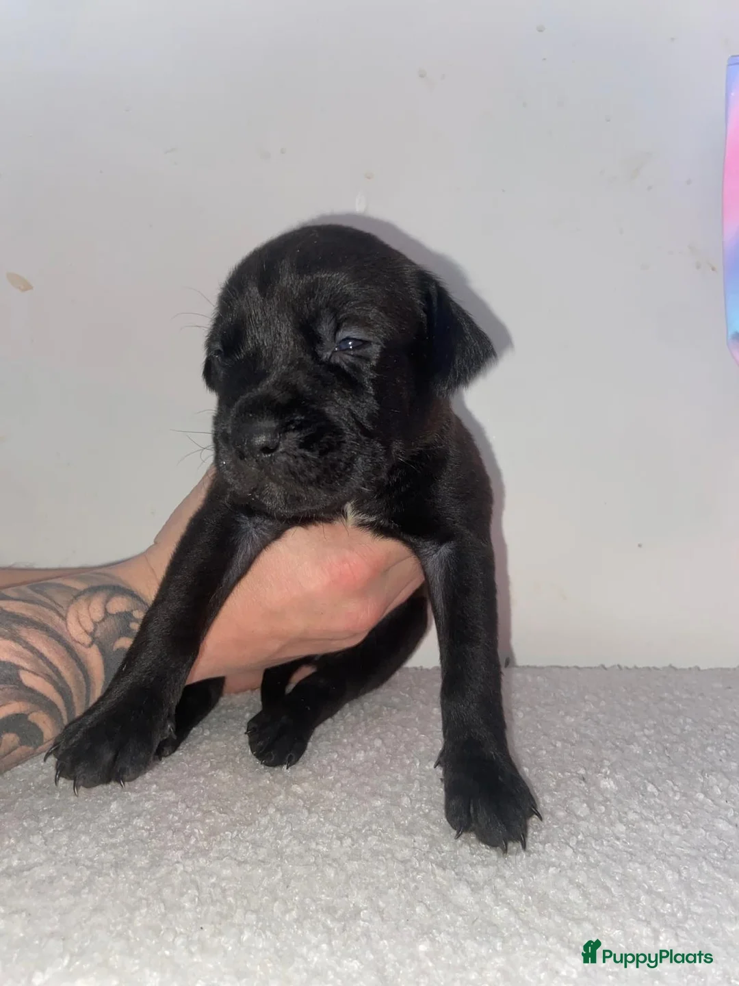 Kruising honden te koop: Bully xl pups  - Advertentie 13