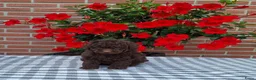 Poedel Toy honden te koop: schitterende donkerbruine toypoedel pups - Advertentie 6