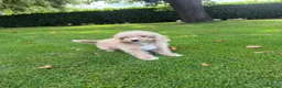 Labradoodle honden te koop: Mini Doodle (Labradoodle x Poedel) pups - Advertentie 11