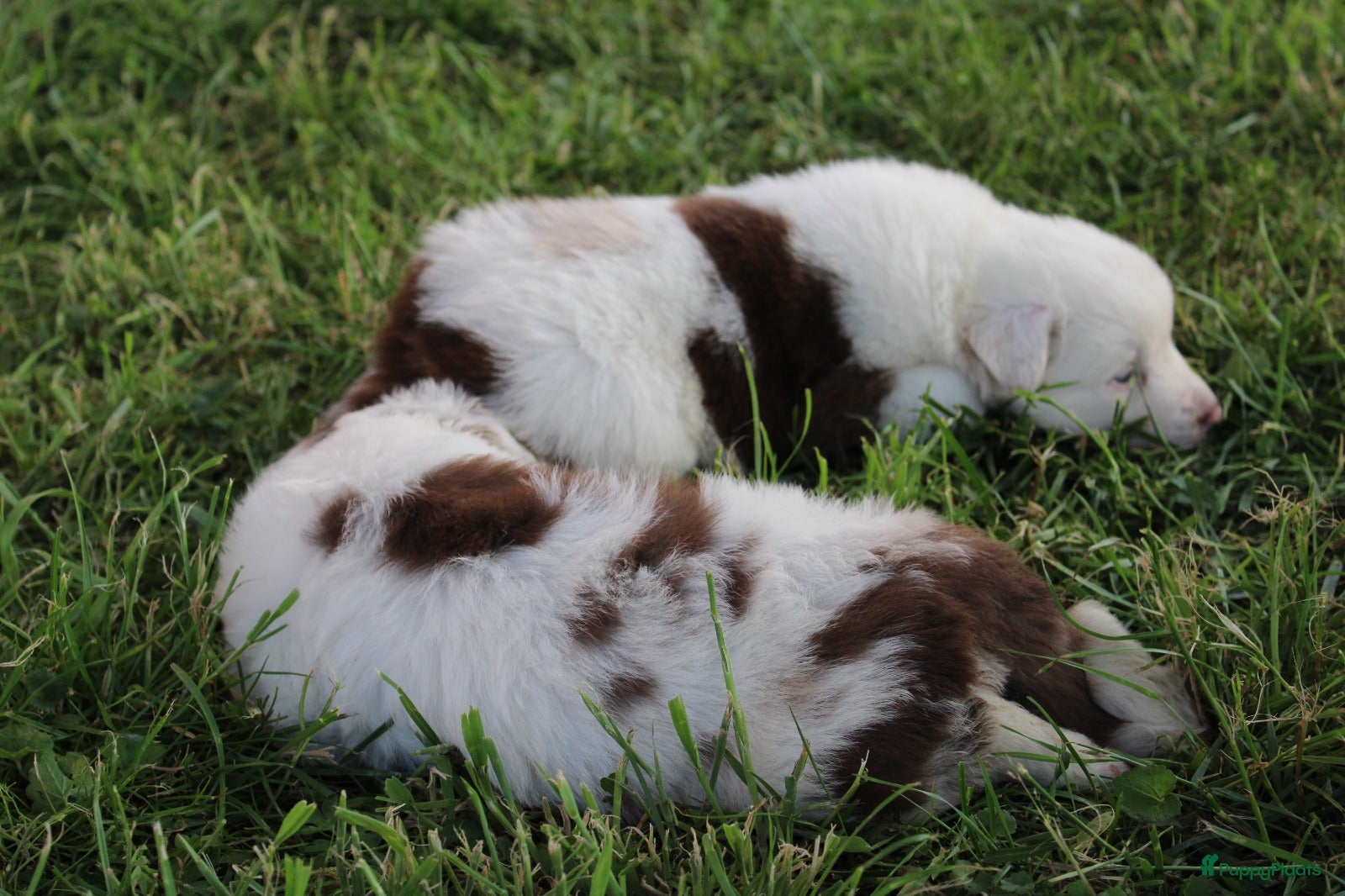 Border Collie honden te koop: Mooie speciale lieve Merle puppies - Advertentie 32