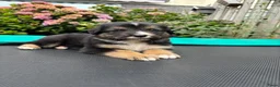 Australian Shepherd honden te koop: Lieve Australian Shepherd pups - Advertentie 18