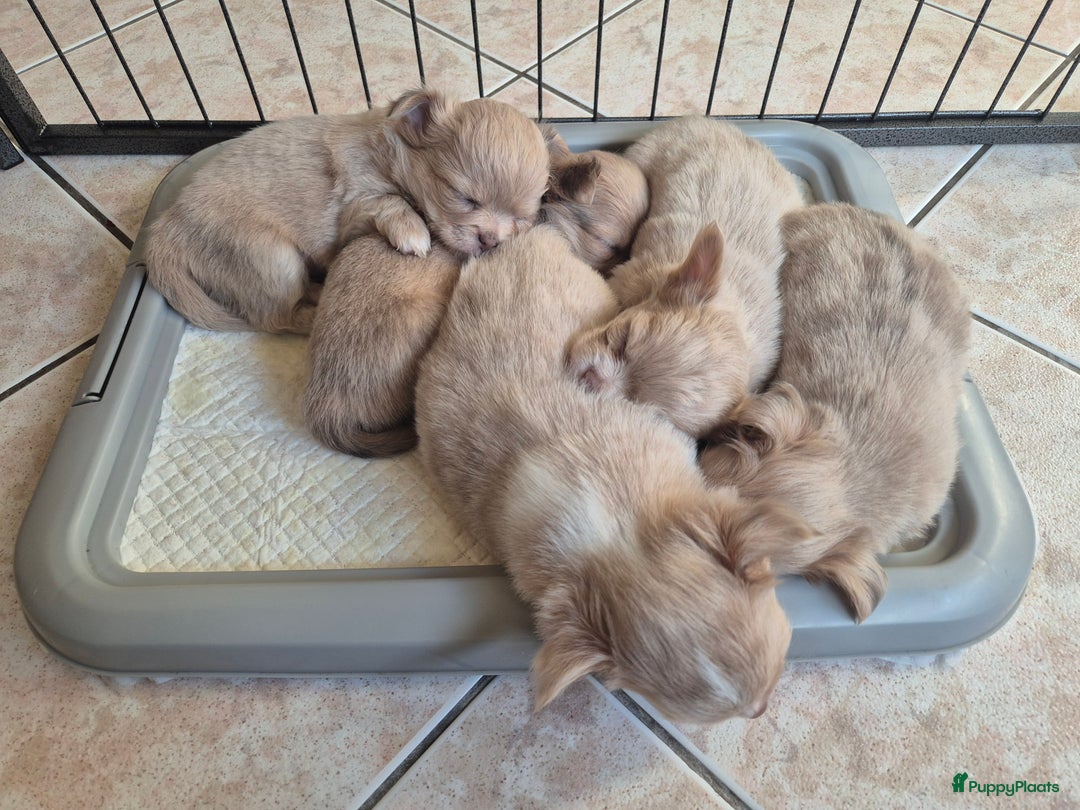 Chihuahua honden te koop: Chihuahuapups creme red merle - Advertentie 2