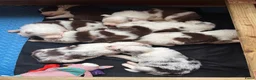 Border Collie honden te koop: Leuke Merle puppies in Baarle-Nassau - Advertentie 6