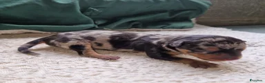 Dwergpinscher Puppy 5