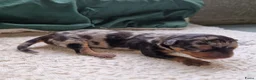 Dwergpinscher honden te koop: Dwergpinschers pups te koop - Advertentie 4